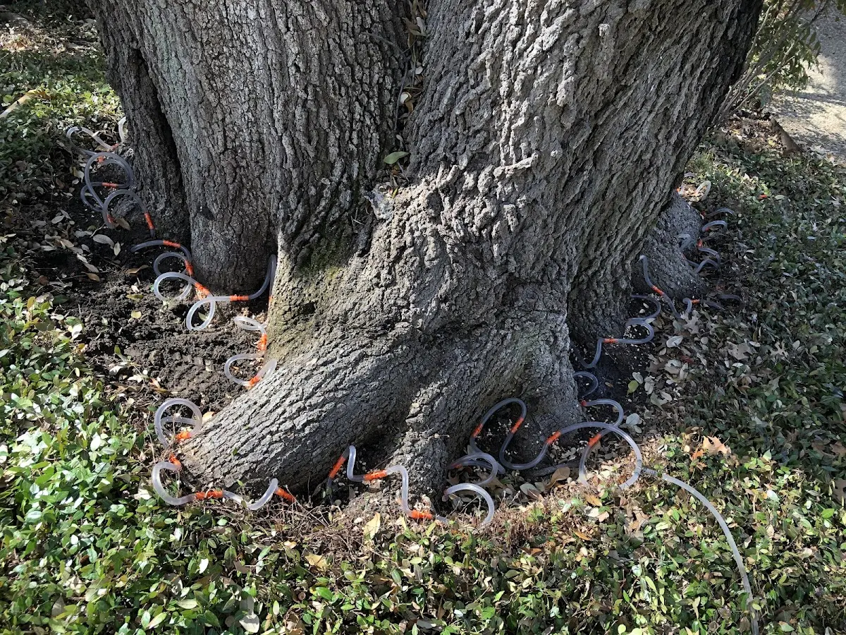 Detailed Tree Cabling and Bracing job site in Blue Ridge Summit