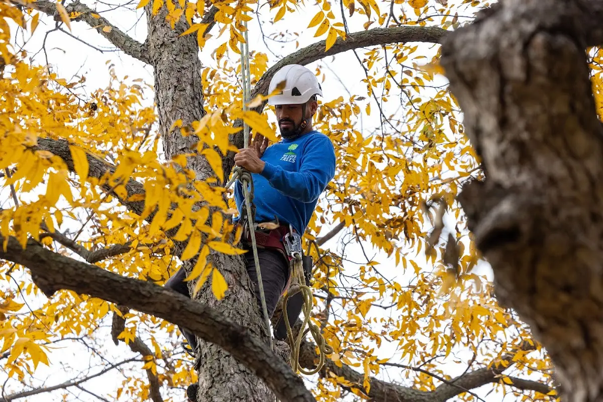 Skilled Tree Transplanting crew working in Blue Ridge Summit
