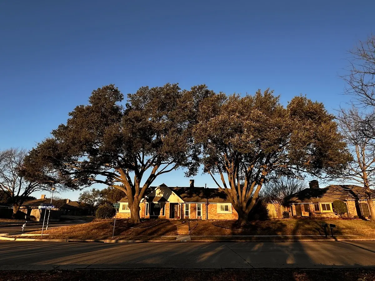 Established residential canopy tree shading a home in Blue Ridge Summit